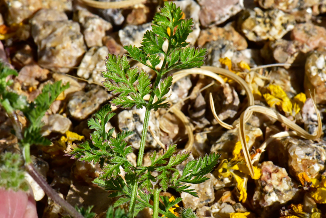 Burr Chervil or Bur Parsley has light green leaves. Triangular although variable from oblong to triangular-ovate. They are pinnately dissected with many small leaflets with a petiole present. Anthriscus caucalis